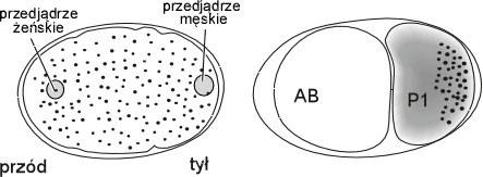 schemat zygoty C. elegans